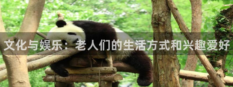 杏宇科技赋能,让平台更有趣：文化与娱乐：老人们的生活方式和兴趣爱好