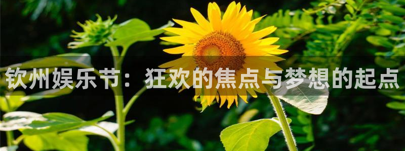 伟德国际集团 壹号(one game)：钦州娱乐节：狂欢的焦点与梦想的起点